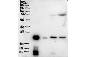 Western blot testing of secretions from human primary airway cells in culture (lanes 1 and 2), and in human bronchoalveolar lavage fluid (lanes 3 and 4) with PLUNC antibody at 2ug/ml. (BPIFA1 抗体)