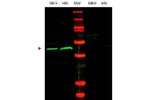 Image no. 1 for anti-POU Class 5 Homeobox 1 (POU5F1) (Internal Region) antibody (ABIN401447) (OCT4 抗体  (Internal Region))