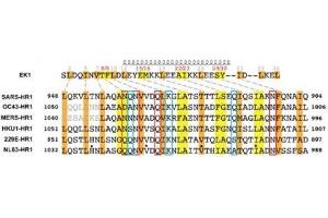 Image no. 1 for Coronavirus Spike Glycoprotein (CoV S) peptide (ABIN6952488)