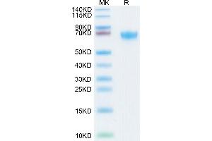 SDS-PAGE (SDS) image for CD274 (PD-L1) (AA 19-238) protein (His-Avi Tag,Biotin) (ABIN7275434)