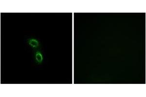 Immunofluorescence (IF) image for anti-Armadillo Repeat Containing 6 (ARMC6) (AA 431-480) antibody (ABIN2890129) (ARMC6 抗体  (AA 431-480))