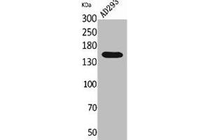 Western Blot analysis of AD293 cells using NTE Polyclonal Antibody. (PNPLA6 抗体  (Internal Region))