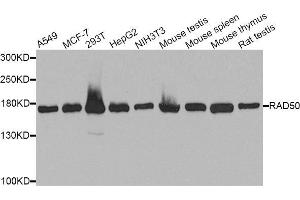 Western blot analysis of extracts of various cell lines, using RAD50 antibody (ABIN5971576) at 1/1000 dilution. (RAD50 抗体)