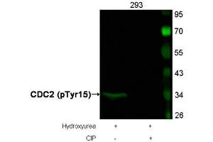 Western blot analysis of extracts from 293 cells, treated with Hydroxyurea or calf intestinal phosphatase (CIP), using CDC2 (Phospho-Tyr15) Antibody. (CDK1 抗体  (pTyr15))