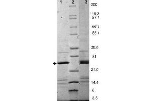 EBI-3 Human Recombinant Protein - SDS-PAGE. (EBI3 蛋白)