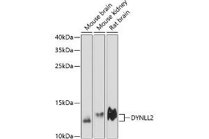 Western blot analysis of extracts of various cell lines, using DYNLL2 antibody (ABIN6130319, ABIN6139894, ABIN6139896 and ABIN6218050) at 1:3000 dilution. (DYNLL2 抗体  (AA 1-89))