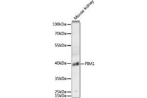 Western blot analysis of extracts of Mouse kidney using PIM1 Polyclonal Antibody at dilution of 1:3000. (PIM1 抗体)