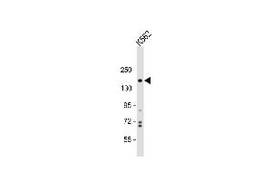 Anti-PHL Antibody (N-term) at 1:1000 dilution + K562 whole cell lysate Lysates/proteins at 20 μg per lane. (PHLPP1 抗体  (N-Term))