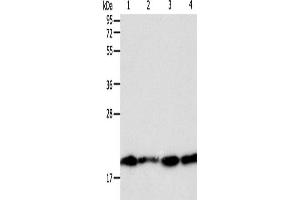 Western Blotting (WB) image for anti-Second Mitochondria-Derived Activator of Caspase (DIABLO) antibody (ABIN2428718) (DIABLO 抗体)