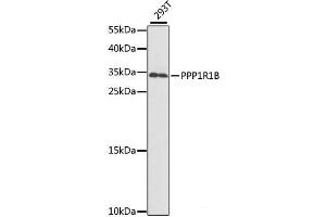 Western blot analysis of extracts of 293T cells using PPP1R1B Polyclonal Antibody at dilution of 1:1000. (DARPP32 抗体)