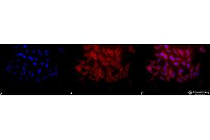 Immunocytochemistry/Immunofluorescence analysis using Rabbit Anti-Hsp27 Polyclonal Antibody . (HSP27 抗体  (APC))