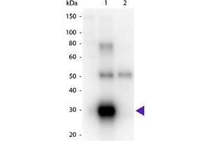 Image no. 1 for Goat anti-Human Ig (Chain lambda), (Light Chain) antibody (HRP) (ABIN300496) (山羊 anti-人 Ig (Chain lambda), (Light Chain) Antibody (HRP))