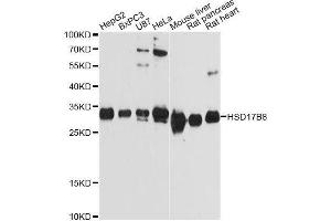 Western blot analysis of extracts of various cell lines, using HSD17B8 Antibody. (HSD17B8 抗体  (AA 1-261))