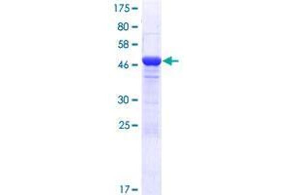 EFCAB1 Protein (AA 1-211) (GST tag)