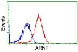 Image no. 1 for anti-Aryl Hydrocarbon Receptor Nuclear Translocator (ARNT) antibody (ABIN1496730) (ARNT 抗体)