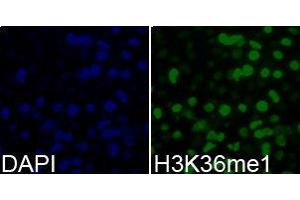 Immunofluorescence (IF) image for anti-Histone 3 (H3) (H3K36me) antibody (ABIN1873003) (Histone 3 抗体  (H3K36me))