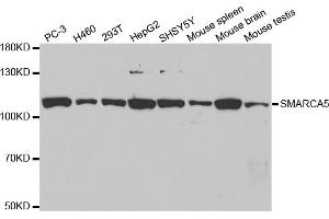 Western blot analysis of extracts of various cell lines, using SMARCA5 antibody (ABIN5971042) at 1/1000 dilution. (SMARCA5 抗体)