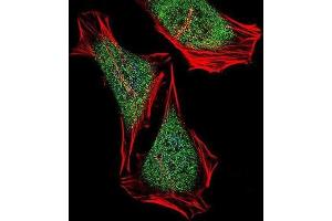 Immunofluorescence (IF) image for anti-ECSIT (ECSIT) antibody (ABIN2998295) (ECSIT 抗体)