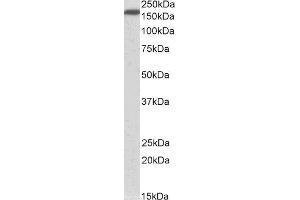 ABIN2564104 (0. (NFASC 抗体  (AA 877-890))