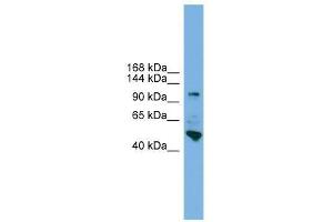 Western Blot showing PCDH18 antibody used at a concentration of 1-2 ug/ml to detect its target protein. (PCDH18 抗体  (N-Term))