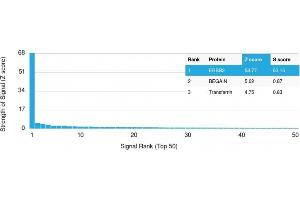 Analysis of Protein Array containing more than 19,000 full-length human proteins using HER-2 Mouse Monoclonal Antibody (ERBB2/3080). (ErbB2/Her2 抗体  (AA 311-462))