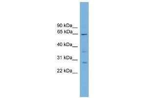 CLCC1 antibody used at 2. (CLCC1 抗体  (N-Term))