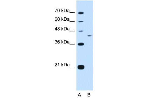 PRRC2B 抗体  (N-Term)