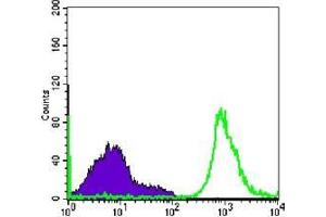 FC analysis of Raji cells using CD19 antibody (green) and negative control (purple). (CD19 抗体)