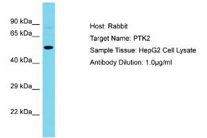 Host: Rabbit Target Name: PTK2 Sample Type: HepG2 Whole Cell lysates Antibody Dilution: 1. (FAK 抗体  (Middle Region))
