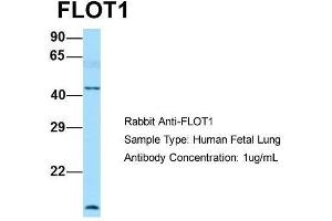 Host: Rabbit  Target Name: FLOT1  Sample Tissue: Human Fetal Lung  Antibody Dilution: 1. (Flotillin 1 抗体  (C-Term))