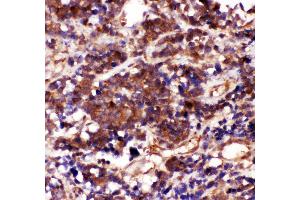 Immunohistochemistry (IHC) image for anti-Caspase 3 (CASP3) (AA 67-175) antibody (ABIN3043802)