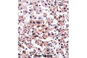 Immunohistochemistry (IHC) image for anti-RCAN Family Member 3 (RCAN3) antibody (ABIN2997962) (RCAN3 抗体)