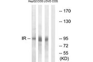 Western blot analysis of extracts from COS/HEPG2/LOVO cells, using IR (Ab-1361) Antibody. (IR (AA 1321-1370) 抗体)