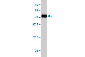 Western Blotting (WB) image for anti-Adhesion Regulating Molecule 1 (Adrm1) (AA 18-407) antibody (ABIN564790)