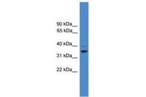 Image no. 1 for anti-Cyclin H (CCNH) (AA 50-99) antibody (ABIN6745409) (Cyclin H 抗体  (AA 50-99))