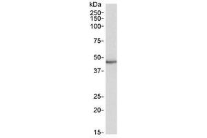 Western blot testing of human heart lysate with STAP2 antibody at 0. (STAP2 抗体)