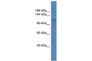 WB Suggested Anti-COL1A1 Antibody Titration: 0. (COL1A1 抗体  (C-Term))