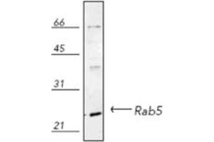 Western blot analysis of human HeLa (heat shocked) cell lysate, probed with Rab5 pAb. (RAB5 抗体)