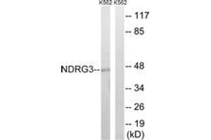 Western blot analysis of extracts from K562 cells, using NDRG3 Antibody. (NDRG3 抗体  (AA 206-255))