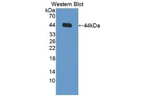 Western blot analysis of the recombinant protein. (Inhibin alpha 抗体  (AA 25-363))