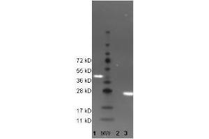 Western Blot of 488 conjugated anti-GFP antibody to detect GFP control proteins. (GFP 抗体  (DyLight 488))