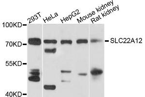 Western blot analysis of extracts of various cell lines, using SLC22A12 antibody (ABIN5972956) at 1/1000 dilution. (SLC22A12 抗体)