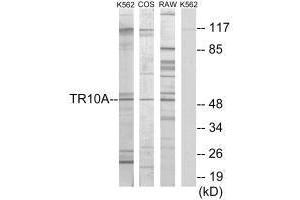 Western blot analysis of extracts from K562 cells, COS-7 cells and RAW264. (TNFRSF1A 抗体  (C-Term))
