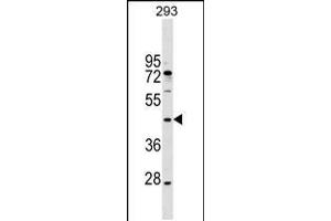 Western blot analysis in 293 cell line lysates (35ug/lane). (MAEA 抗体  (N-Term))