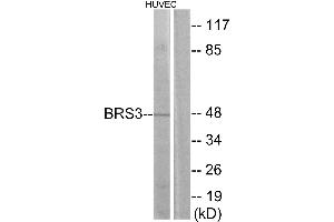 Western blot analysis of extracts from HUVEC cells, using BRS3 antibody. (BRS3 抗体  (Internal Region))