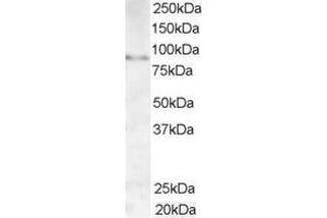 ABIN185200 (1µg/ml) staining of Human Testis lysate (35µg protein in RIPA buffer). (AKAP3 抗体  (C-Term))