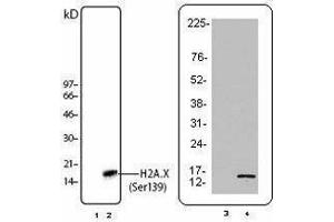 Western Blotting (WB) image for anti-H2A Histone Family, Member X (H2AFX) (pSer139) antibody (ABIN2666075) (H2AFX 抗体  (pSer139))