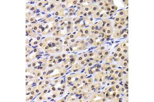 Immunohistochemistry of paraffin-embedded rat stomach using NUDC antibody. (NUDC 抗体  (AA 1-331))