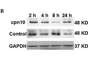 Western Blotting (WB) image for anti-Tumor Necrosis Factor (Ligand) Superfamily, Member 11 (TNFSF11) (AA 221-300) antibody (ABIN668556)