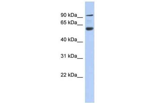 Acap3 抗体  (N-Term)